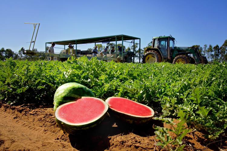 Watermelon field with a tractor in the background.